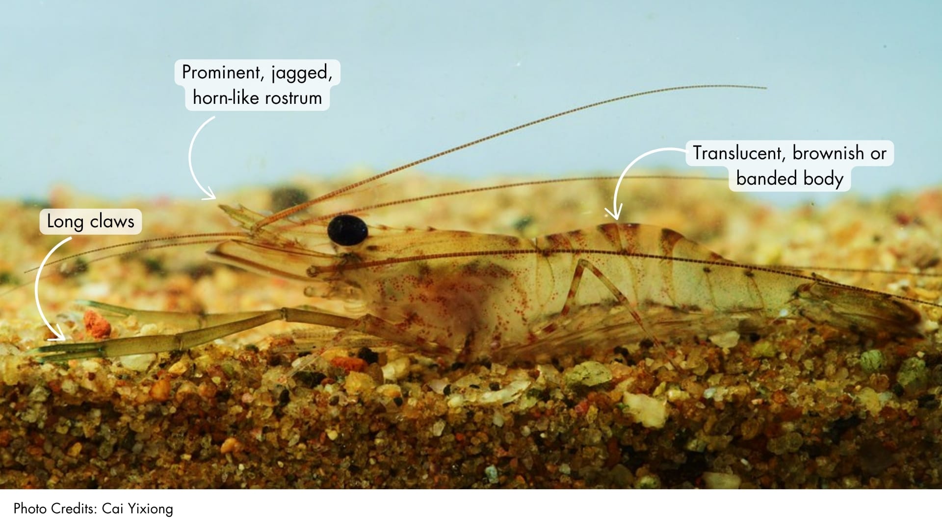 Malayan Stream Prawns